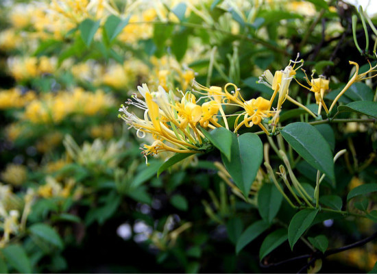 山银花与金银花的区别，你都造么（山银花和金银花）