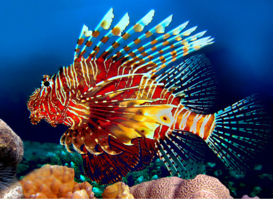 常见的热带鱼种类，你都认识么 30种常见热带鱼