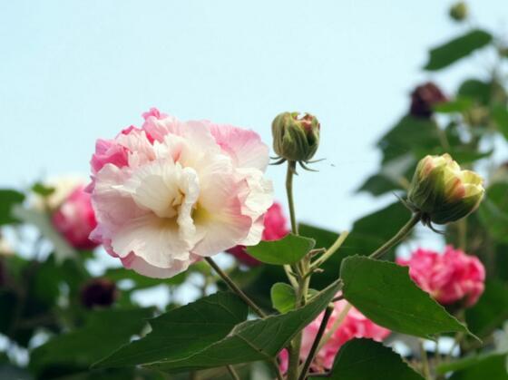 芙蓉花怎么养，你清楚吗？ 芙蓉花怎么养及芙蓉花图片