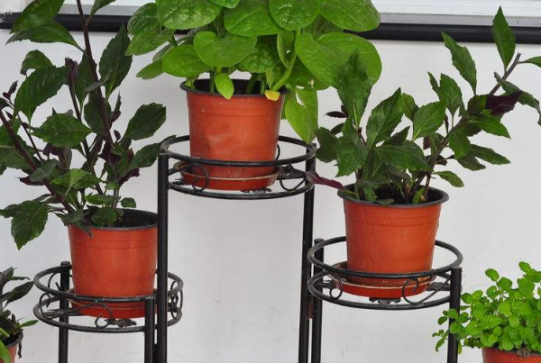 花架怎么选才对（花架什么样的质量最好）