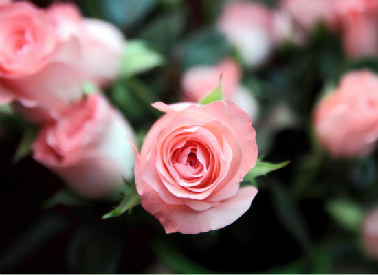 粉玫瑰的花语，表达*纯真的爱恋（粉玫瑰真正的花语）