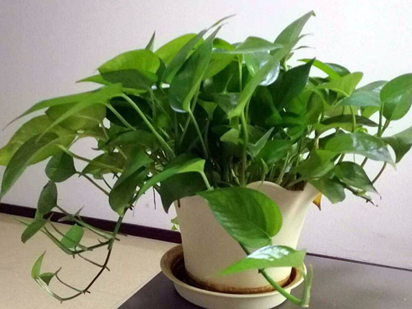 开门就看到了绿萝好吗（开门见绿萝好吗风水）