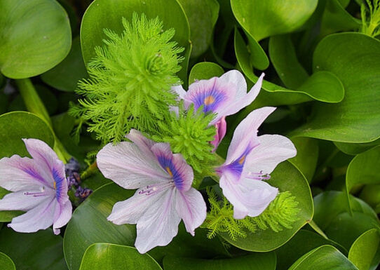 水葫芦的作用是什么（水葫芦的作用是什么意思）