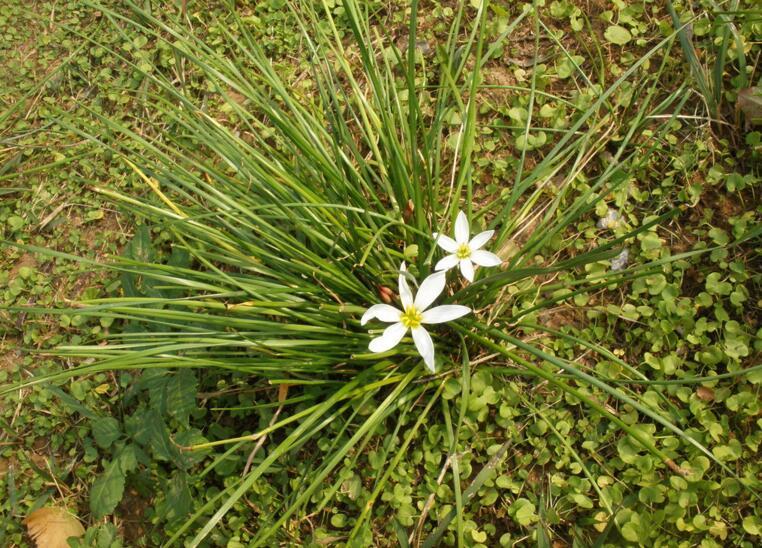 白花葱兰的种植方法介绍（白花葱兰的种植方法介绍图片）