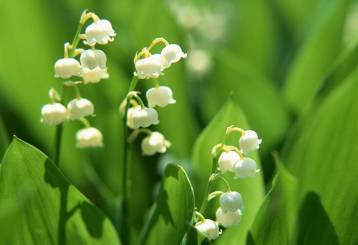 风铃花花语以及养植方法