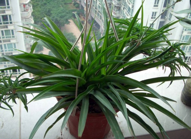 防电脑辐射什么植物效果好？