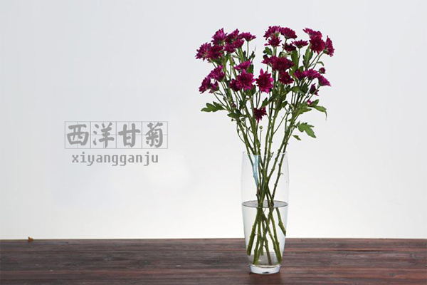 适合装饰房间的简单插花 四种花材装点家居