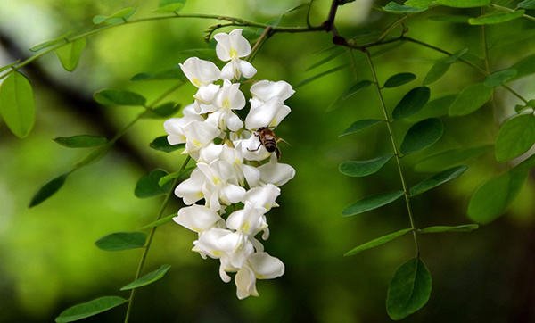 洋槐花蜂蜜对女性好吗?洋槐花蜂蜜价格介绍