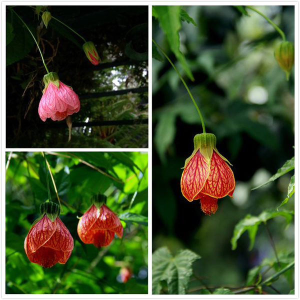 花卉植物灯笼花相关攻略介绍