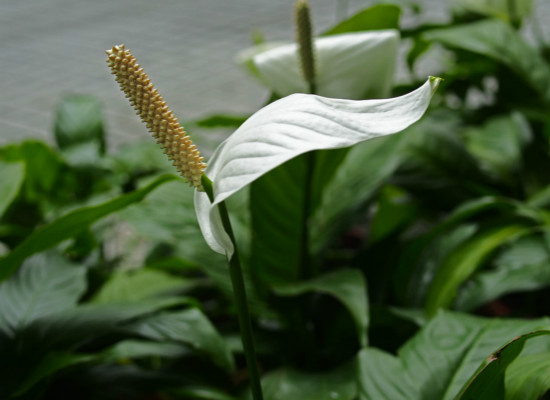 一帆风顺花怎么养（一帆风顺花怎么养多久浇一次水）