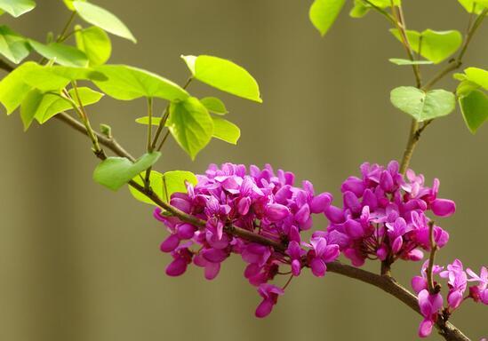 观赏与*用价值合二为一的紫荆花 紫荆花的价值或用途