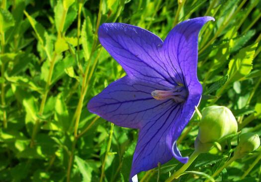 铃铛花清脆悦耳（铃铛似的花）