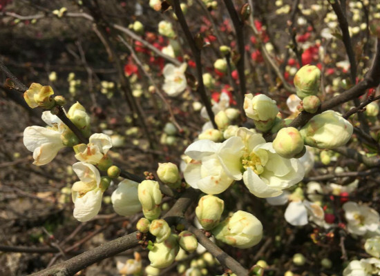 木瓜海棠：让你轻松入住自然家居