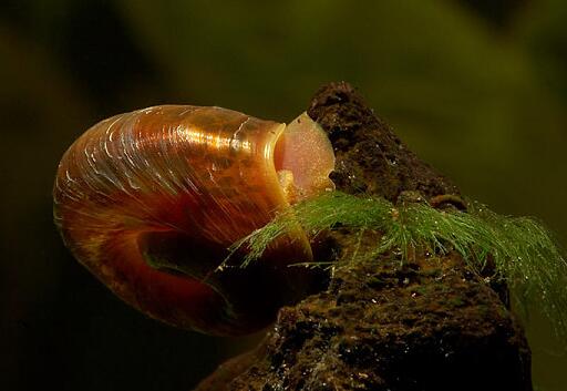 养殖清洁工鱼 水族箱洁净如初 