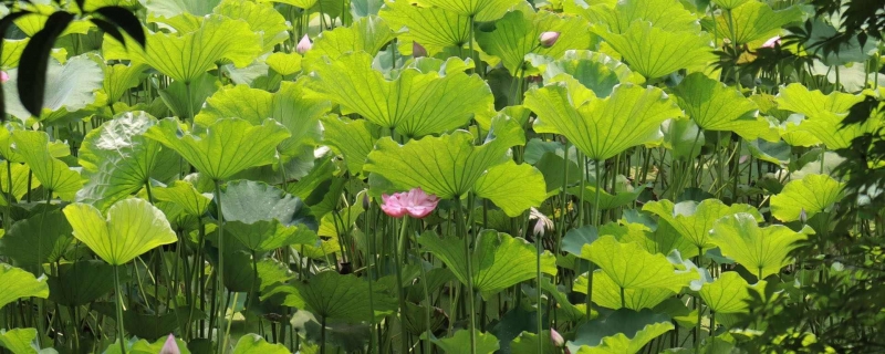 夏至发什么祝福语