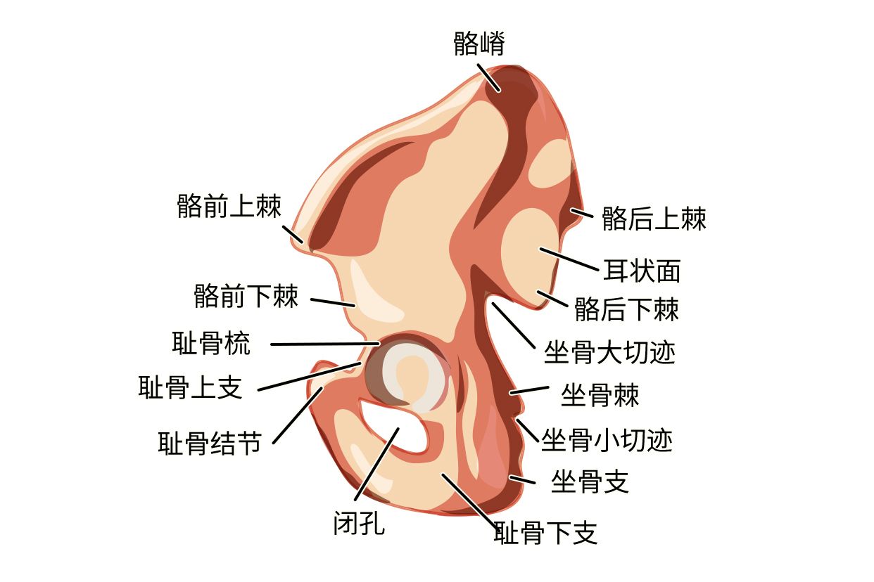 髂骨耳状面图片 髂骨的耳状面
