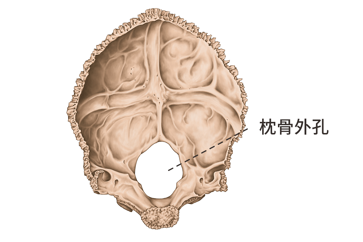 枕骨外孔图片（枕骨外孔图片大全）