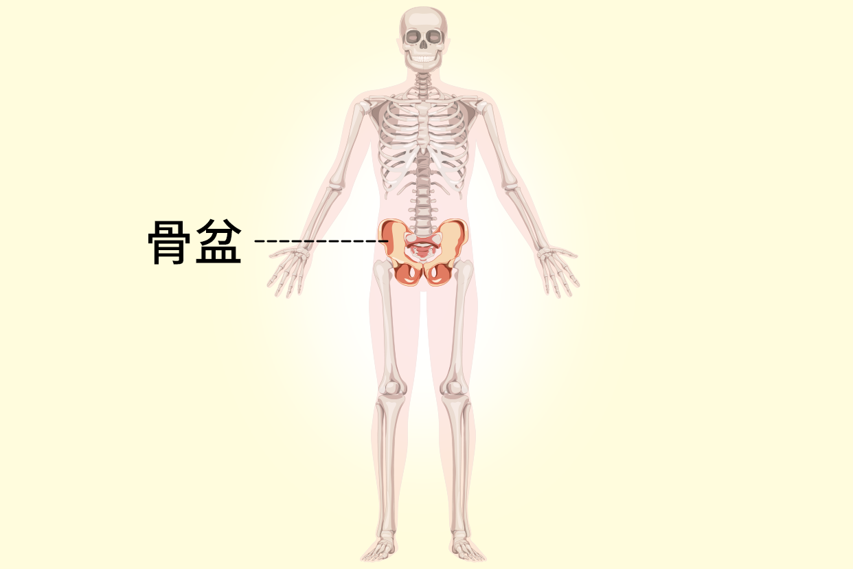 骨盆位置图片 骨盆位置图片示意图