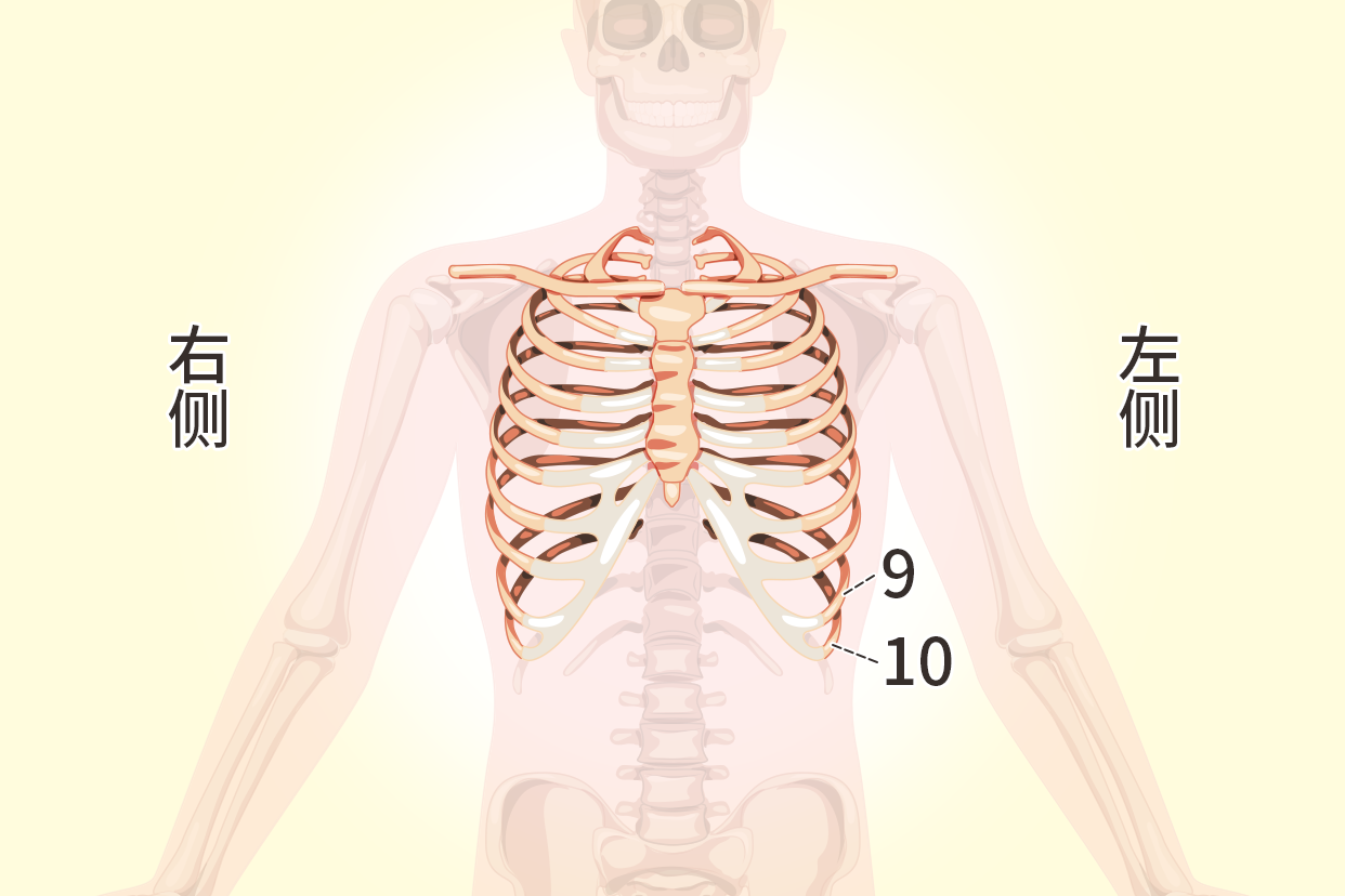 左侧第九第十肋骨图片位置图（右侧第九肋骨位置）