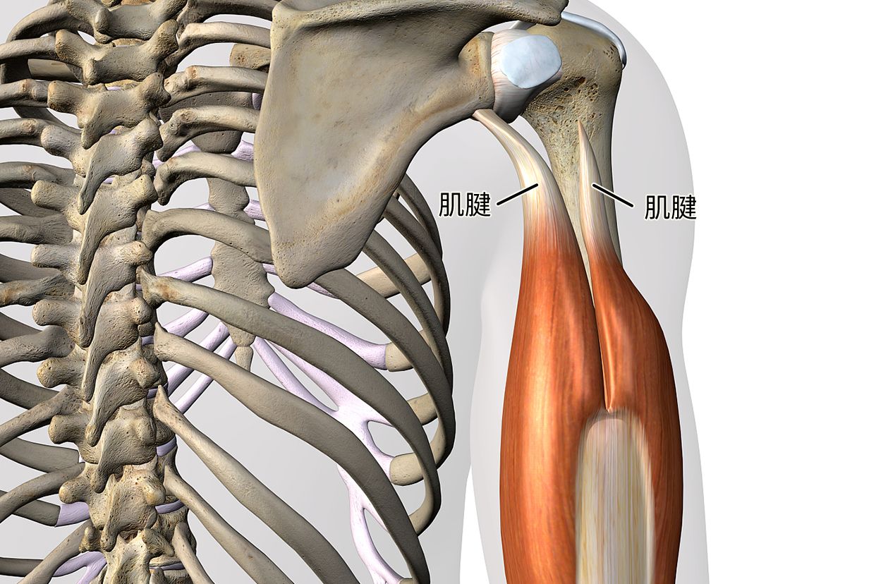 肱骨联合肌腱组成图 肱骨联合肌腱组成图解