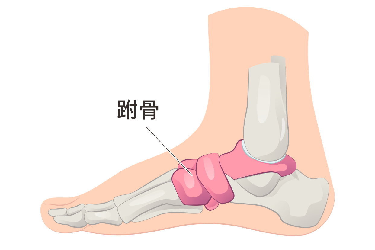 跗骨解剖图 跟骨距骨跗骨解剖