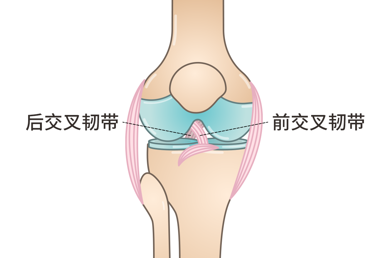 肌腱和韧带的区别图片