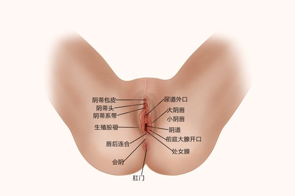 外阴内阴图片