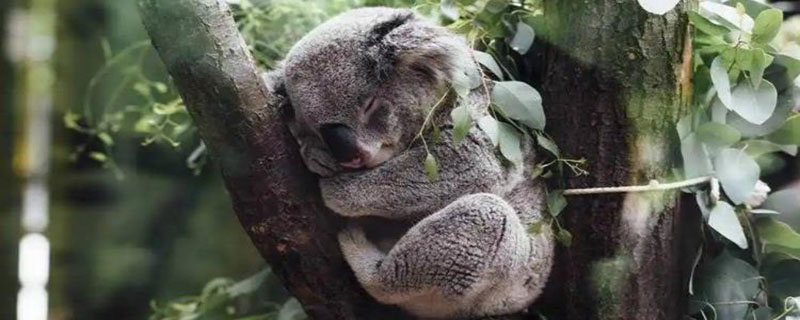 树袋熊一天睡几个小时 树袋熊睡眠时间是多少