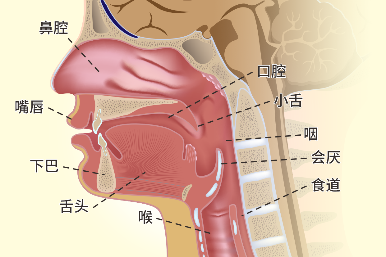 食道横切结构图