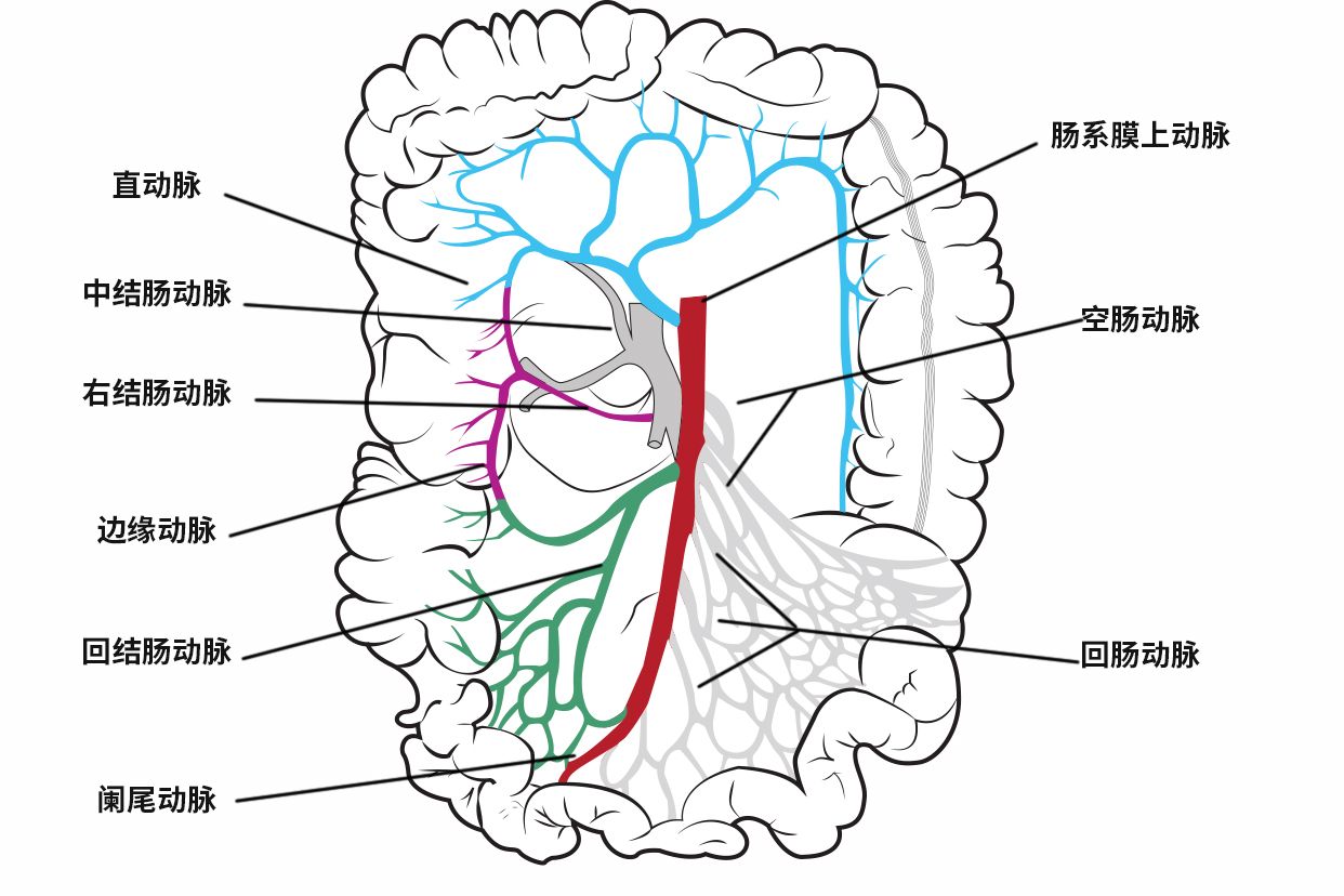 肠道血管分布图 肠道血管分布图片