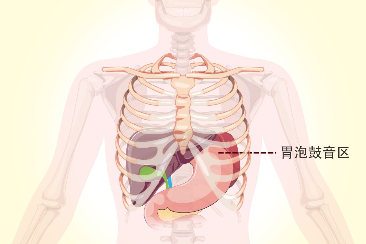 胃泡鼓音区示意图（胃泡鼓音位置示意图）