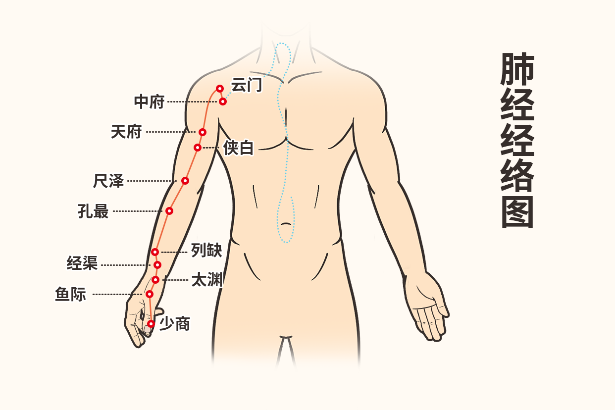 胳膊上的肺经走向图 胳膊上的肺经经络六条位置图