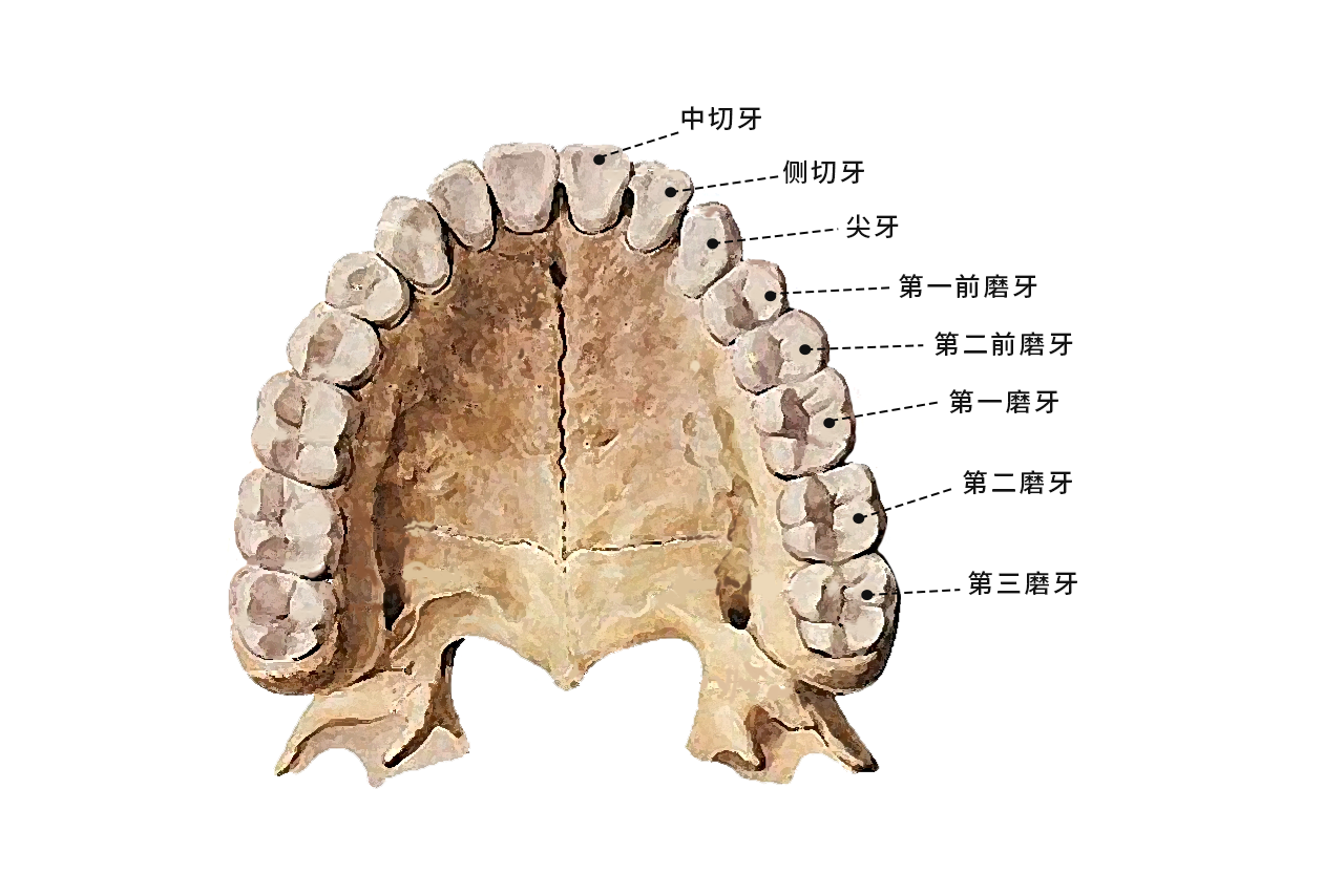 后牙轮廓图 牙齿轮廓结构图
