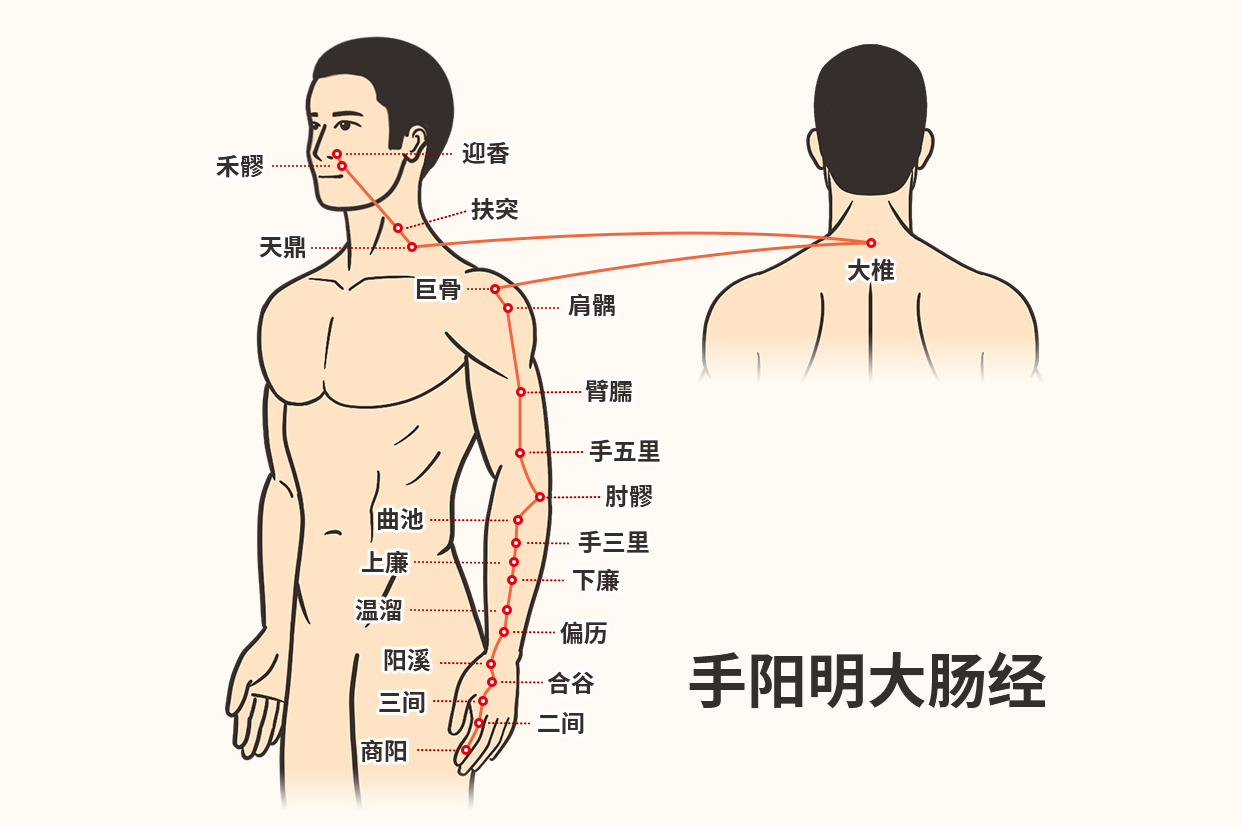 大肠经通便刮痧示意图 便秘大肠经的刮痧方向