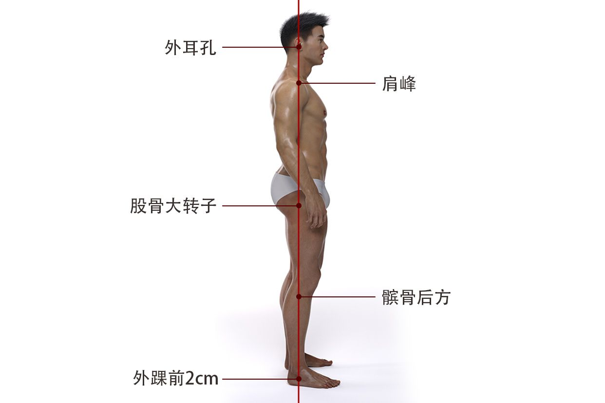 人体正常力线图示（正常人体力线示意图）