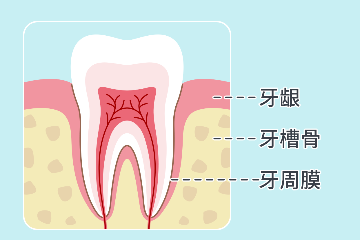 牙周组织解剖图（牙周结构图解剖图）