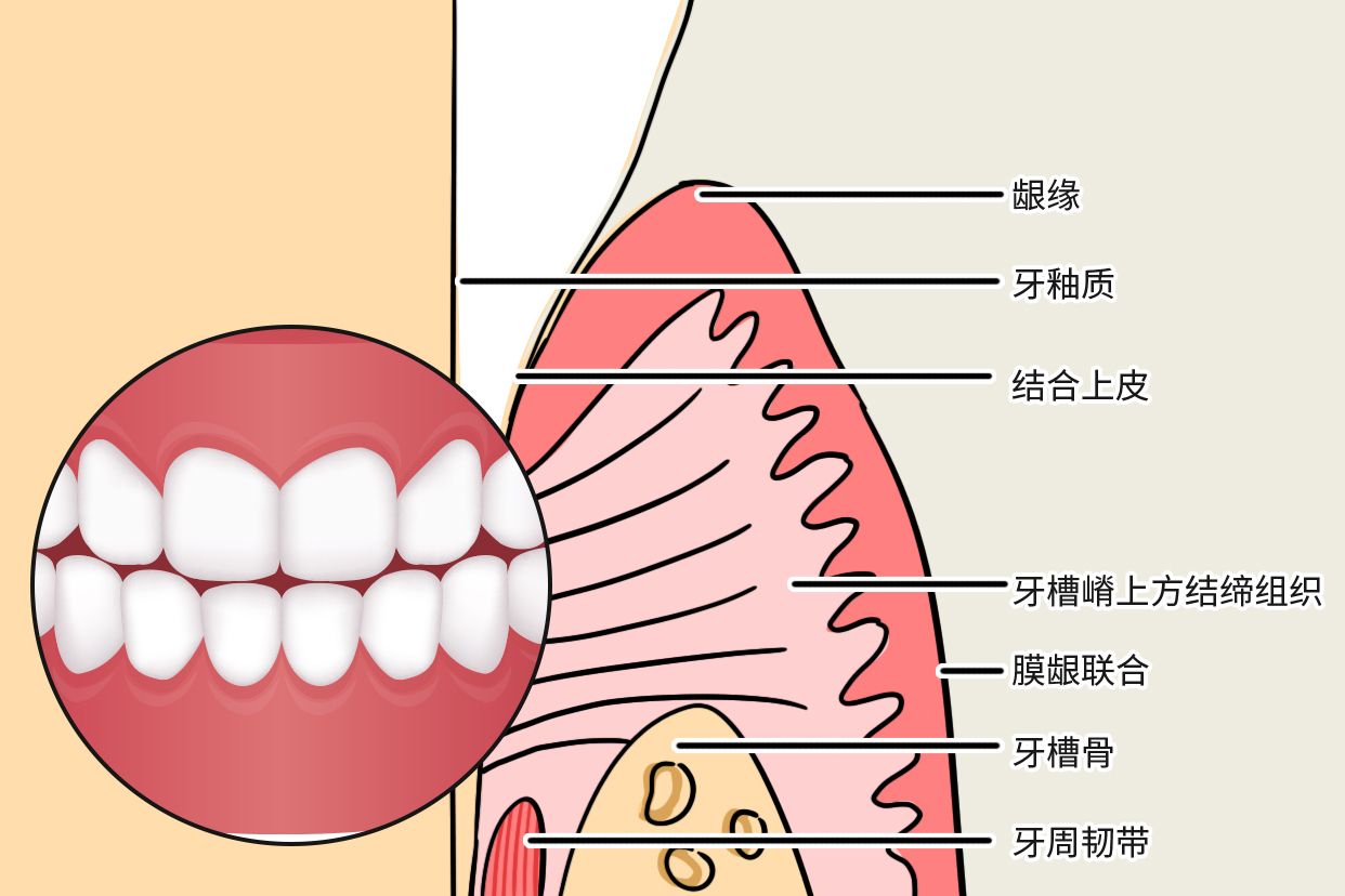 牙龈上皮结构图片 牙龈上皮层结构示意图