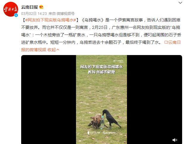 网友拍到现实版“乌鸦喝水”（乌鸦喝水真实视频播放）