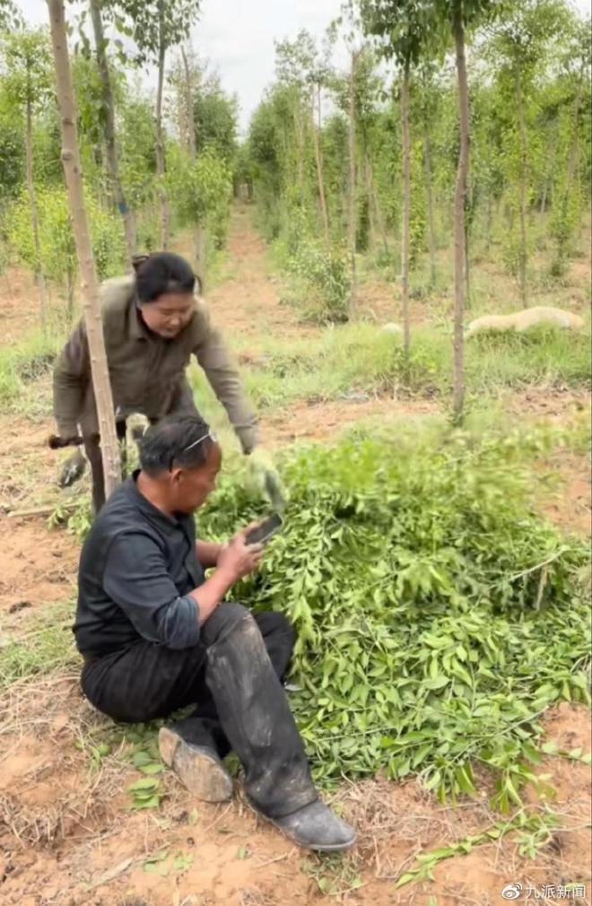 对话跪地求水林场主：种树不是为钱，我曾坐奔驰宝马，现在是三轮