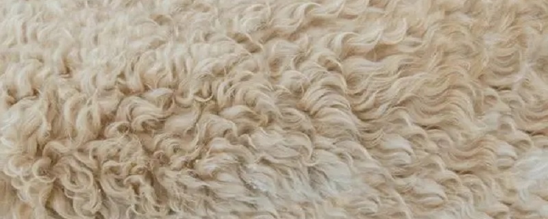 纯羊绒和纯山羊绒区别 纯山羊绒怎么辨别真假