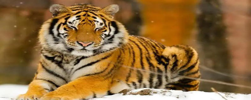 老虎胡须有什么作用 老虎的胡须有毒吗