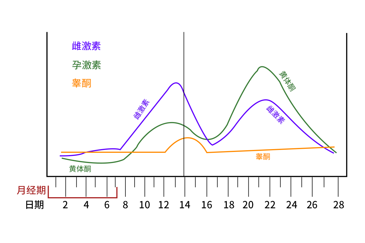 女性生理周期激素变化图（女性生理周期激素变化图表）