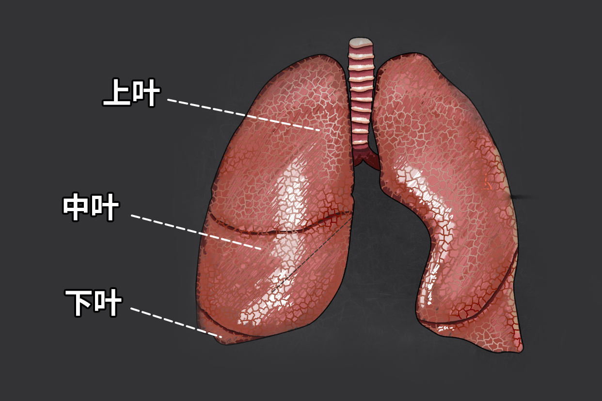 右肺三叶分布图 右肺3叶是如何划分的