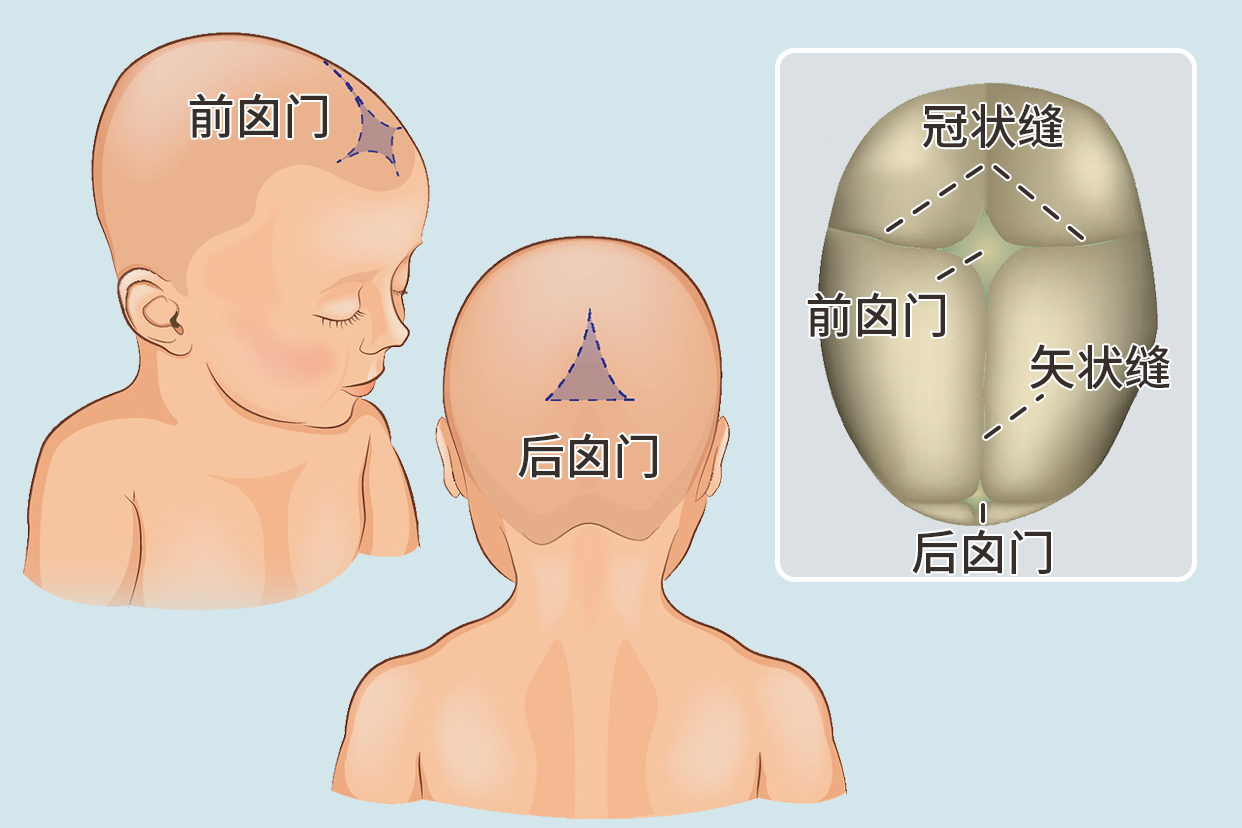 小孩囟门在哪个位置示意图（小孩囟门在什么位置）