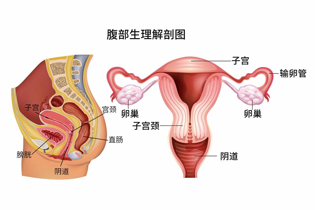 腹部生理解剖图解 腹部生理解剖图解图片