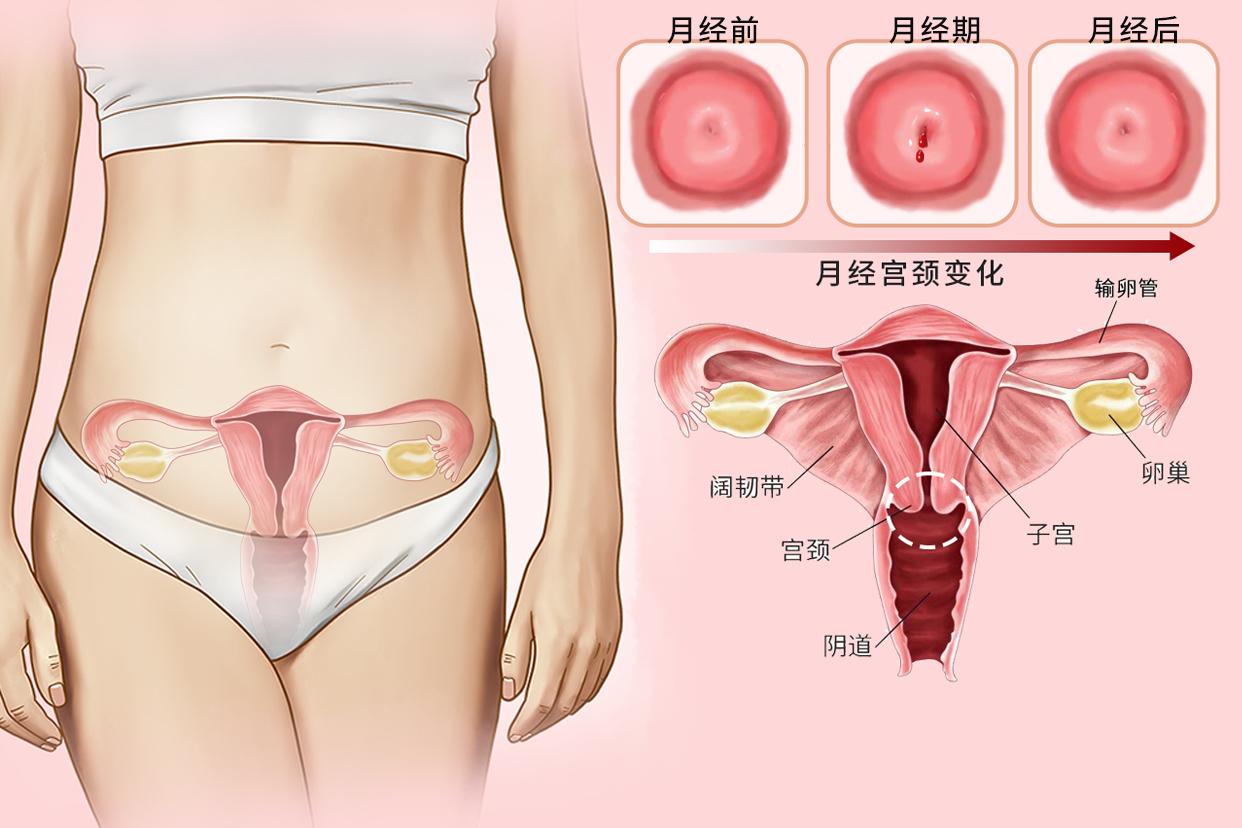 女23岁月经宫颈变化图（女23岁月经宫颈变化图）