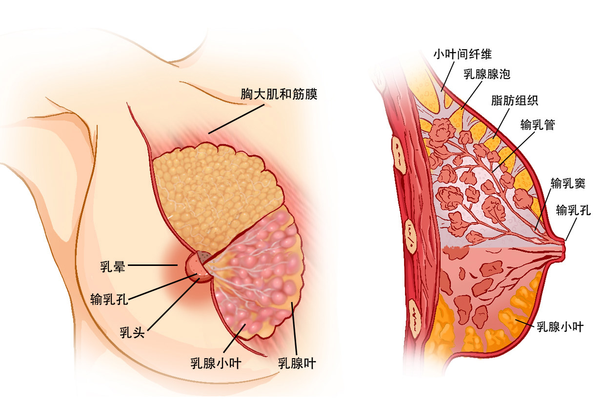 女性胸部结构图部位名称（女士胸部结构）