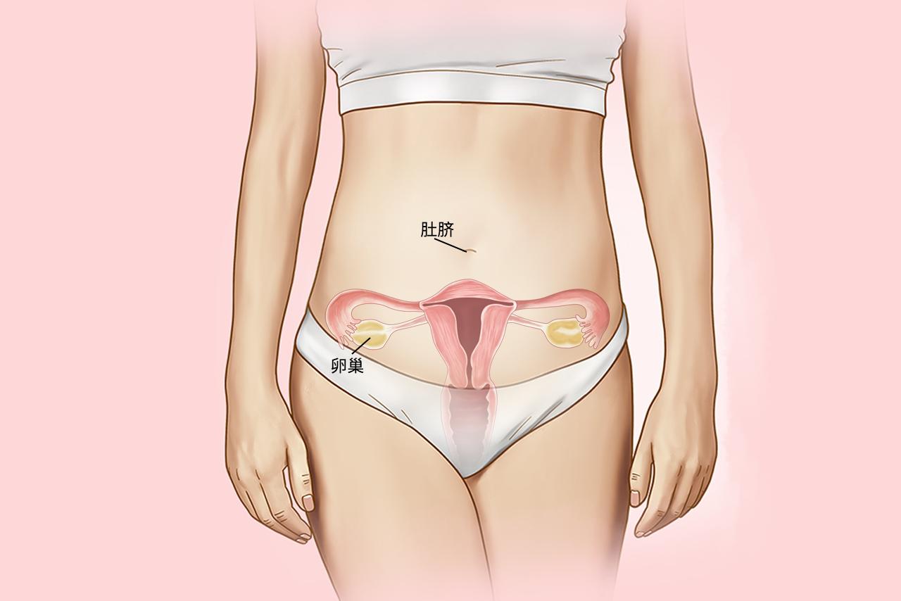 卵巢离肚脐平面图 卵巢位于肚脐眼下方还是平行