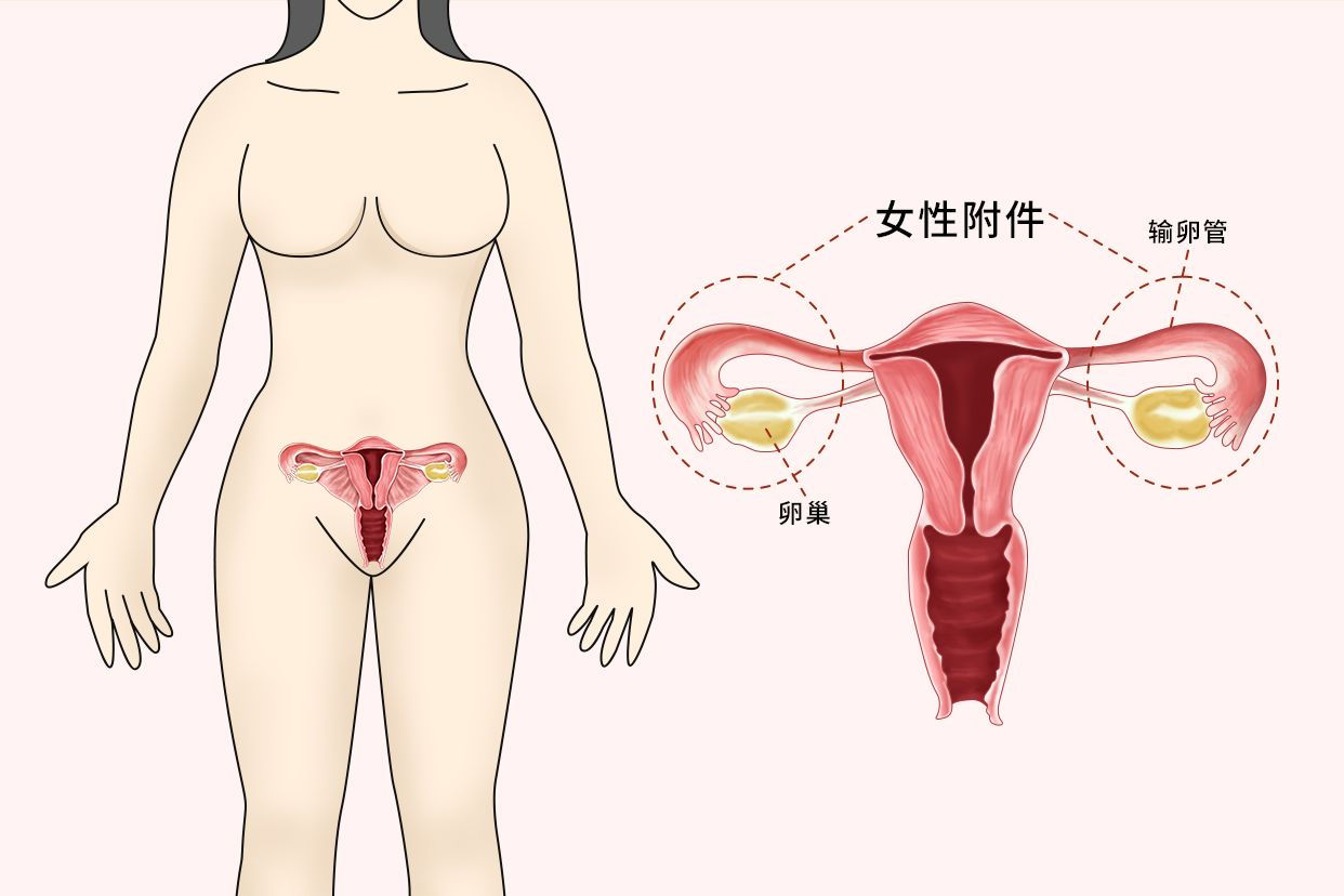 双侧附件在哪个位置图片 双侧附件在什么位置