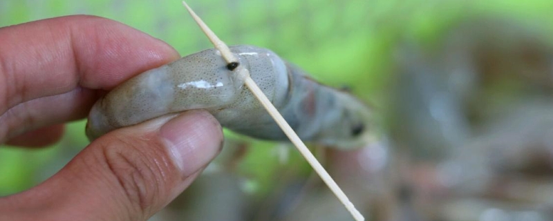 虾线是什么器官（虾线是虾的哪个器官）